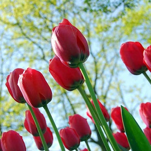Tulipa 'Acropolis', Tulip 'Acropolis', Darwin Hybrid Tulip 'Acropolis', Darwin Hybrid Tulips, Spring Bulbs, Spring Flowers, Red Tulip